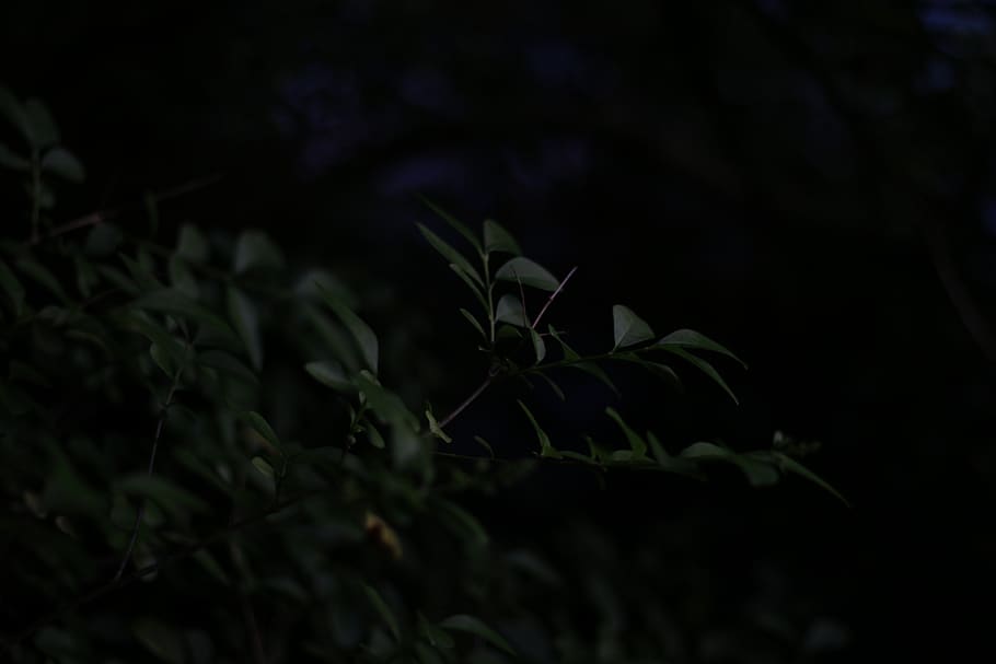 trees, leaves, dark, darkness, dawn, dusk, green, black, growth HD wallpaper