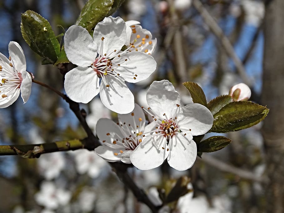 cherry blossoms, close up, flowers, spring, white, bloom, tree HD wallpaper