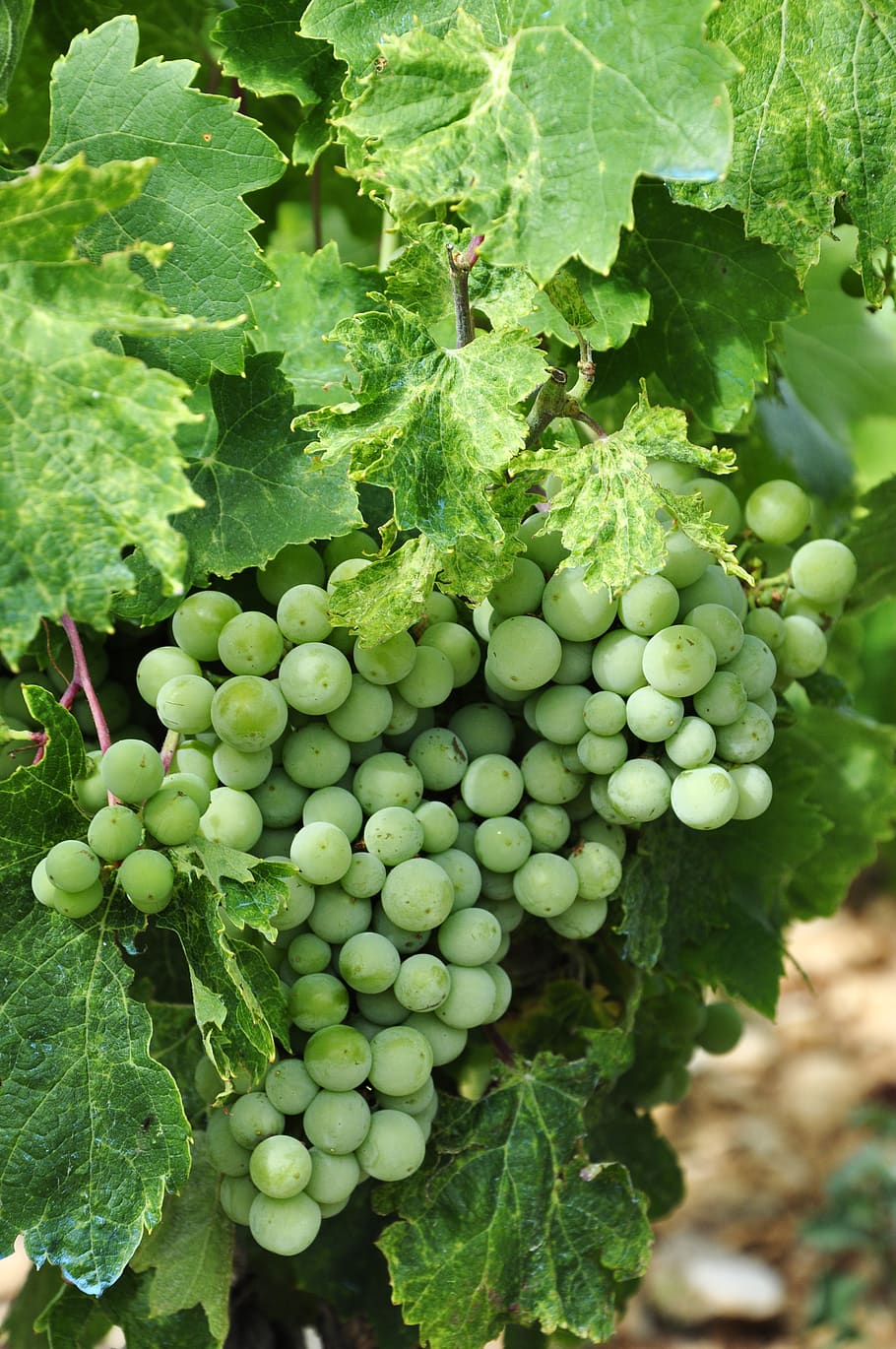 green grapes, growth, green color, healthy eating, food and drink HD wallpaper