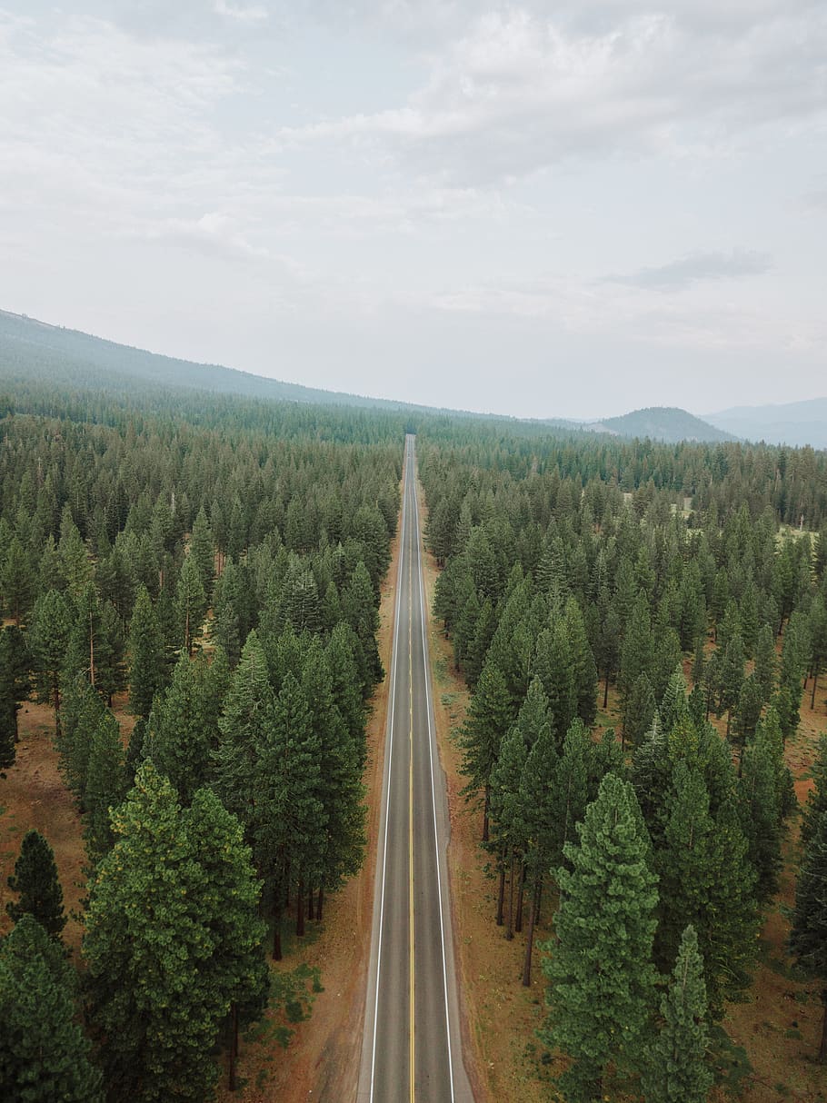 straight road surrouned by trees, plant, sky, beauty in nature HD wallpaper