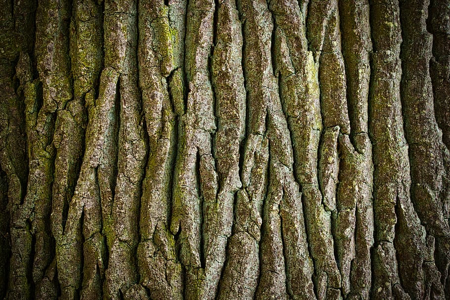 log, tree, bark, tribe, nature, full frame, backgrounds, no people HD wallpaper