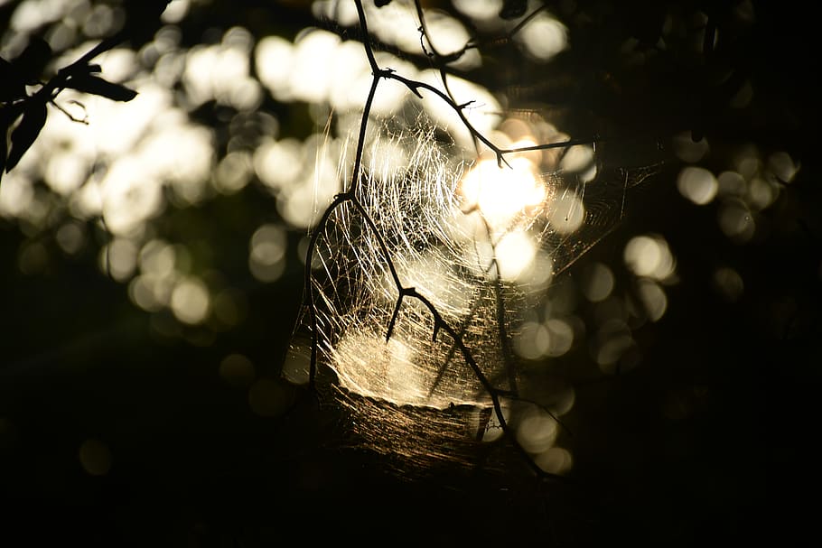 close-up, no people, focus on foreground, tree, nature, selective focus HD wallpaper