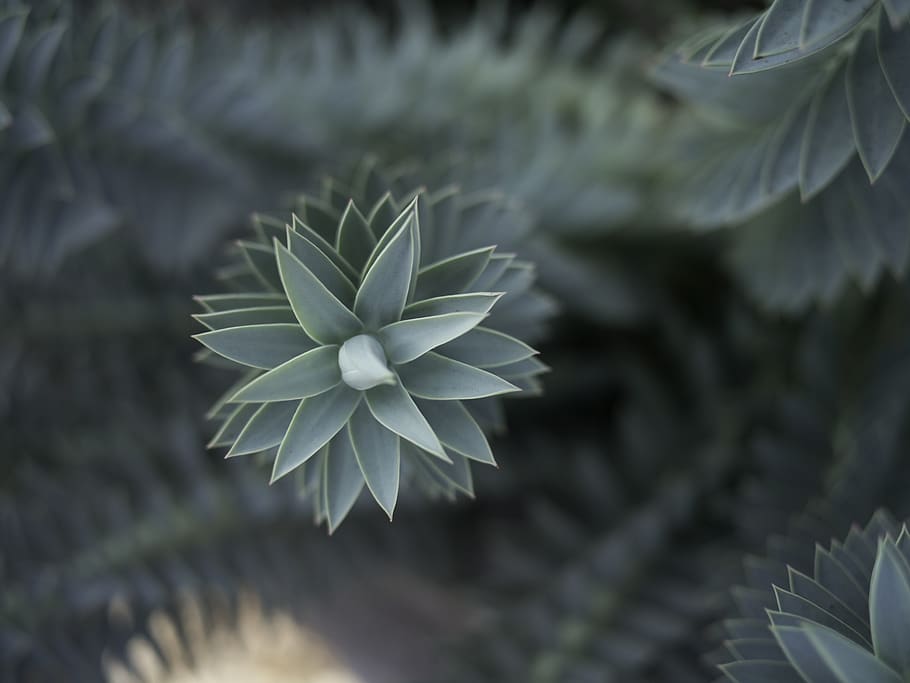 plant, green, leafes, growth, beauty in nature, close-up, fragility HD wallpaper