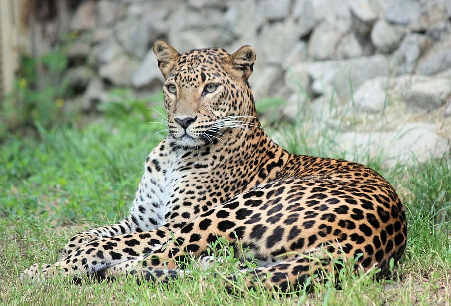 leopard, panther, pardál, beast, feline, carnivore, lying HD wallpaper