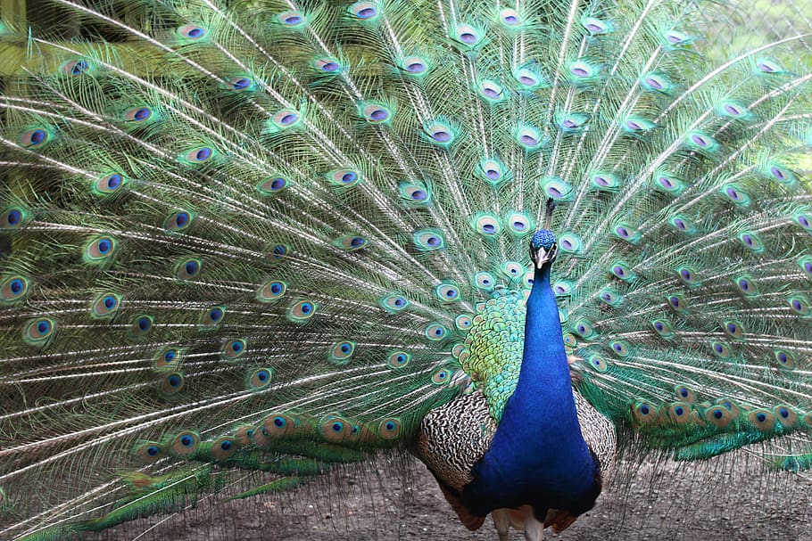peacock, bird, feather, peafowl, tail, exhibition, dancing HD wallpaper