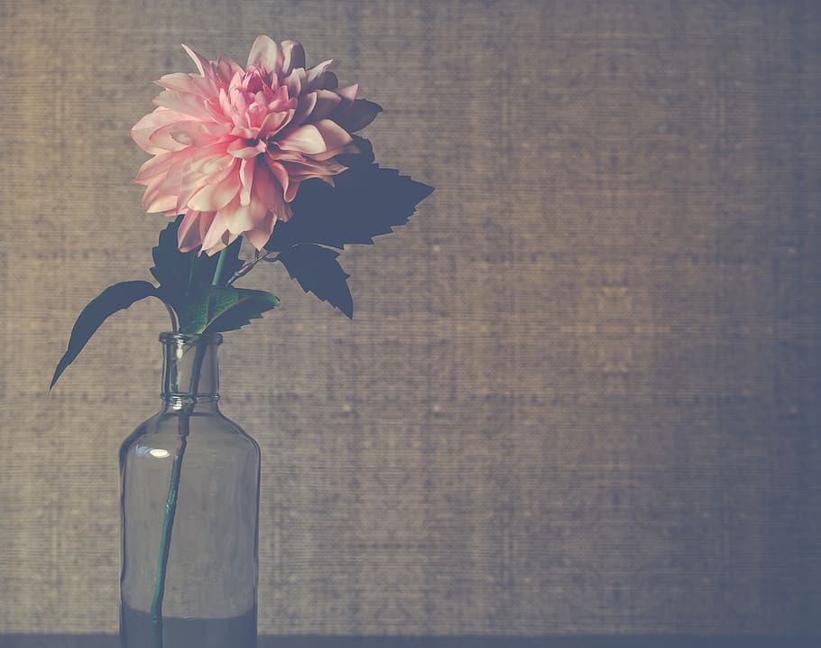 Clear Glass Flower Vase With Pink Dahlia Flower in Bloom, artificial flowers HD wallpaper