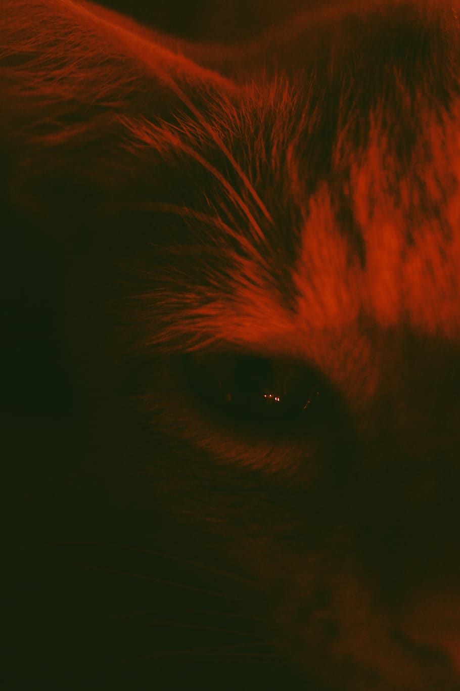 cat, eye, red, orange, purple, one animal, close-up, animal body part HD wallpaper