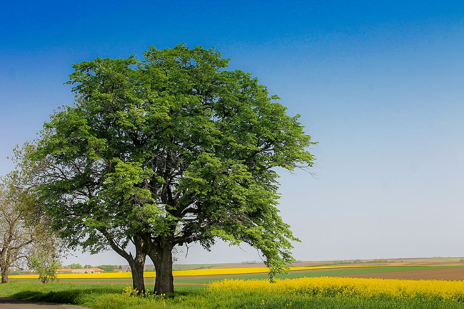 wood, old tree, spreading tree, green, landscape, nature, rape HD wallpaper