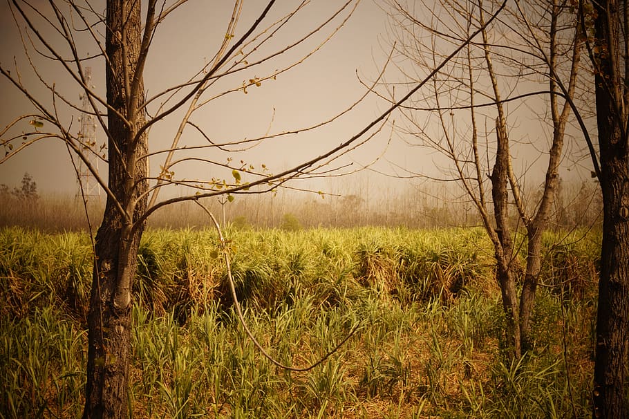 tall, grass, field, crops, plants, tree, landscape, mist, tranquility HD wallpaper