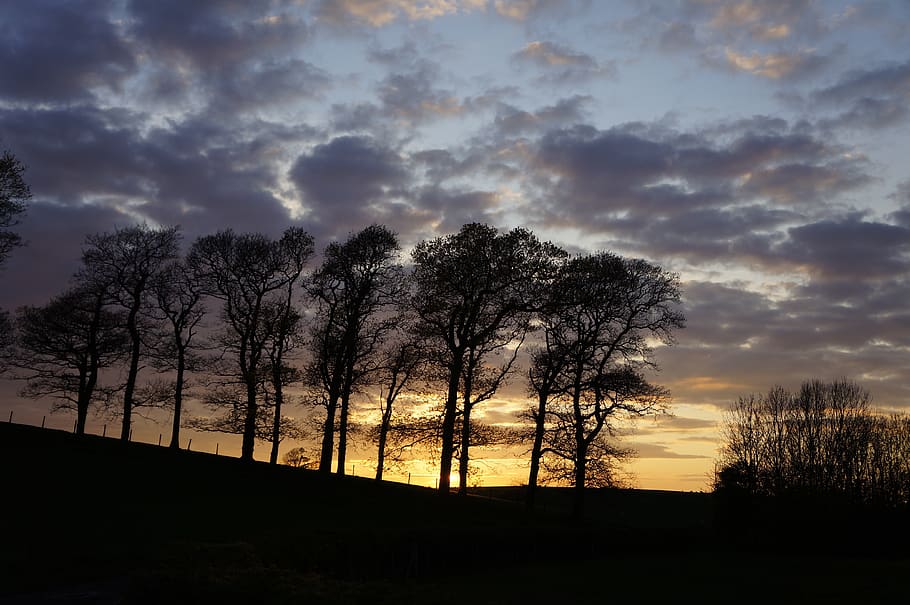 trees, silhouette, evening, sunset, cloud - sky, beauty in nature HD wallpaper