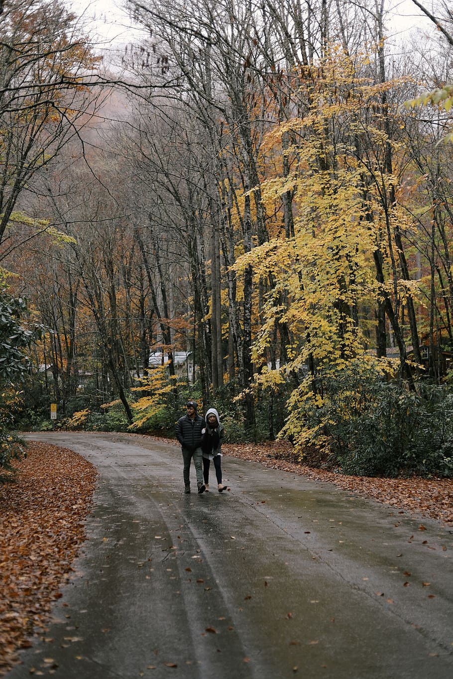 fall, autumn, road, walk, trees, colorful, leaves, rainy, couple HD wallpaper