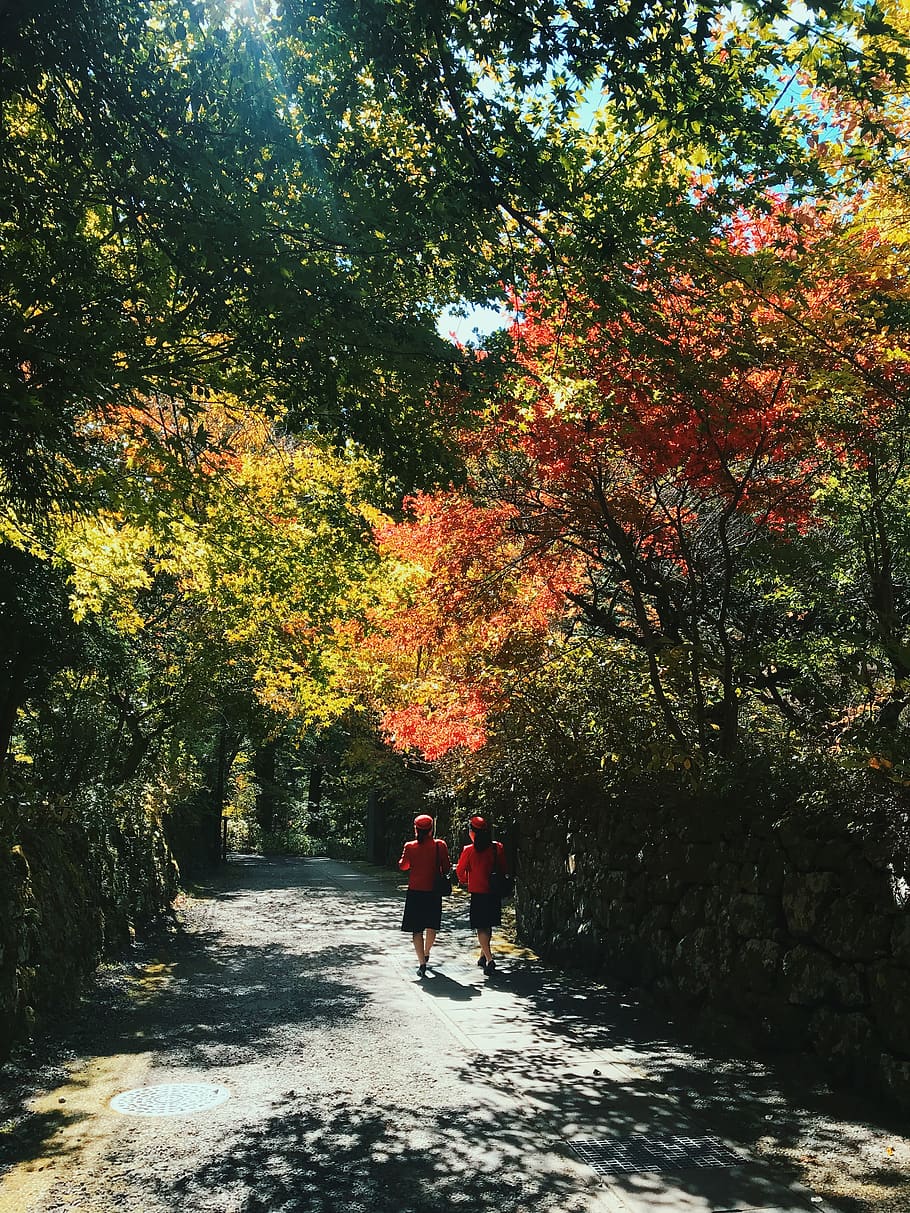 Two Women Walking on Pathway Beside Trees, daylight, environment HD wallpaper