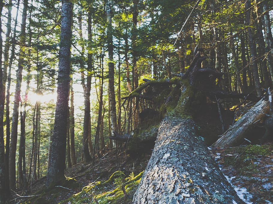 trees, forest, winter, sun, sunshine, sunshine through tree HD wallpaper