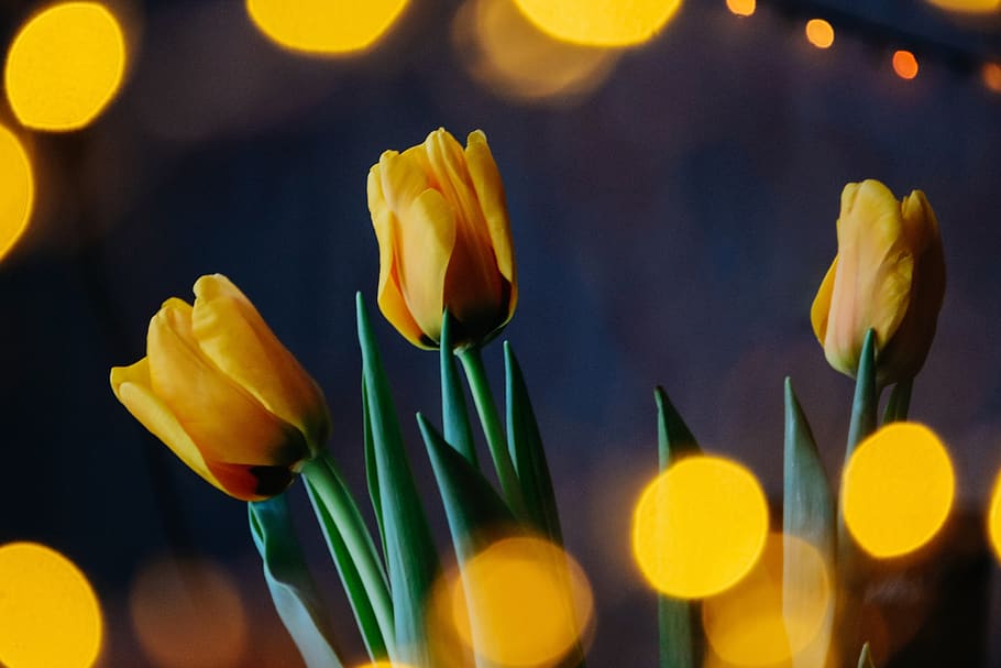 Macro Photography of Yellow Flowers, blur, bright, colors, flora HD wallpaper