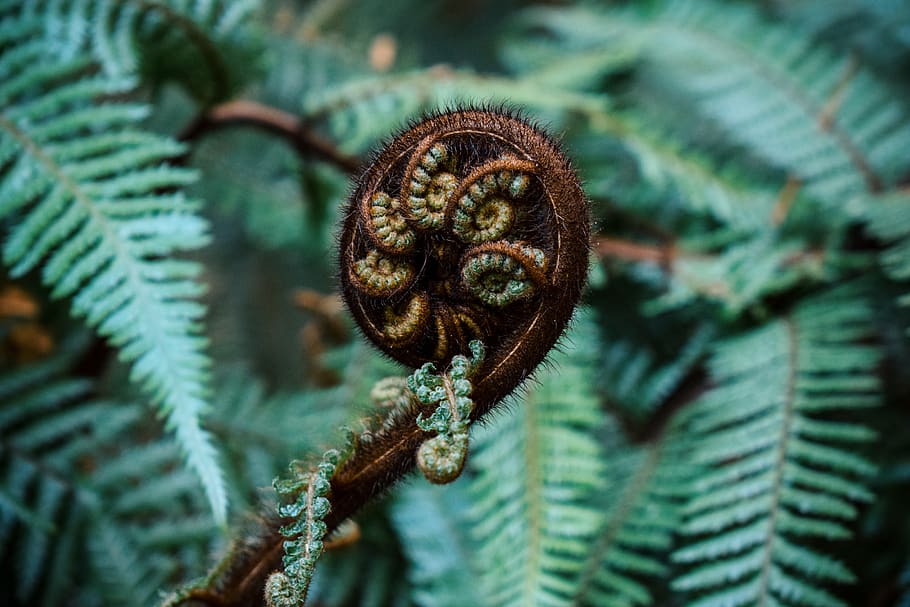 fiddlehead fern, plant, flora, australia, melbourne, rainforest HD wallpaper