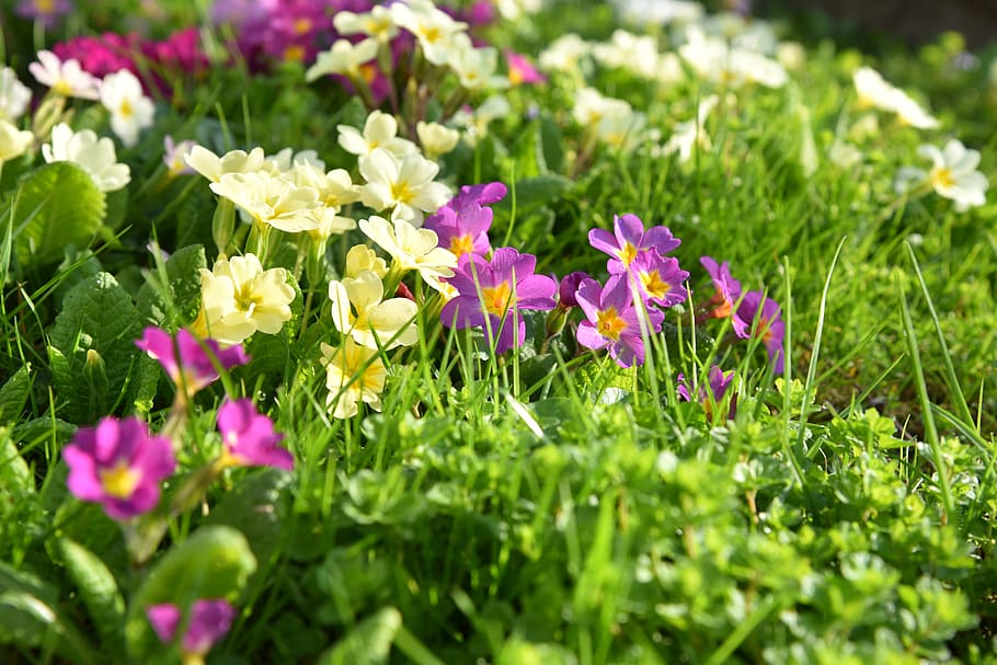 spring, meadow, grass, cowslip, primroses, green, garden, flowering plant HD wallpaper