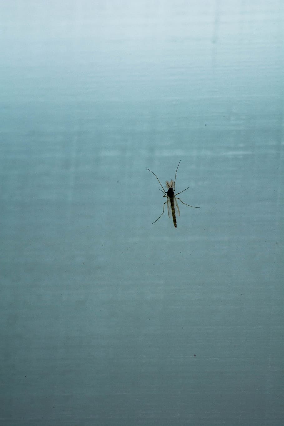 baltic sea, window, bugs, nostalgic, nature, rainy, macro, animal wildlife HD wallpaper