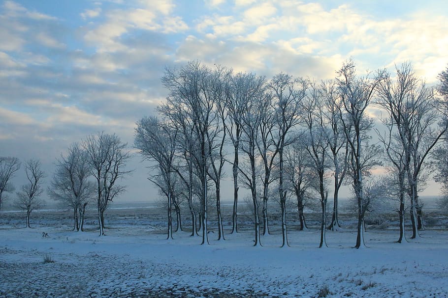 snow, trees, forest, cold, cold temperature, winter, sky, bare tree HD wallpaper