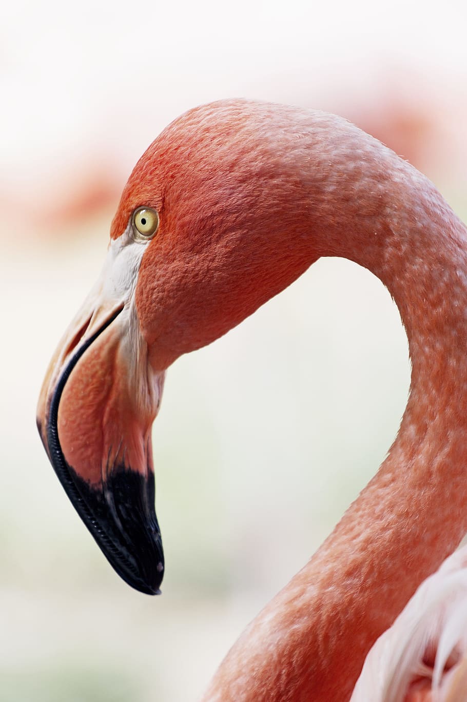 A Red Flamingo Close Up, animal themes, animal wildlife, bird HD wallpaper