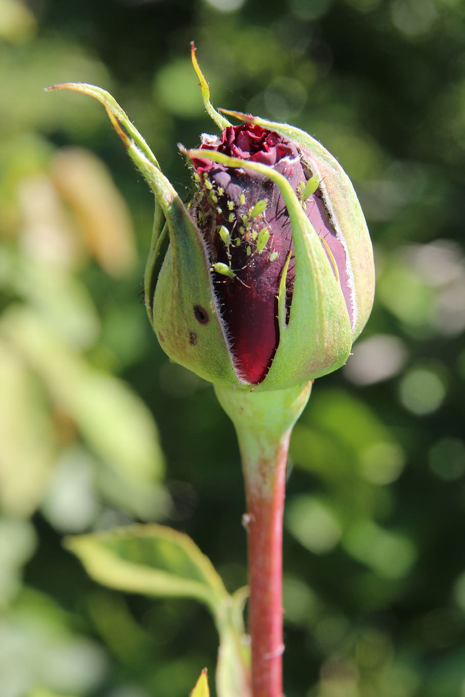 aphid, aphids, rose, red, red rose, flower, flowers, bud, growth HD wallpaper