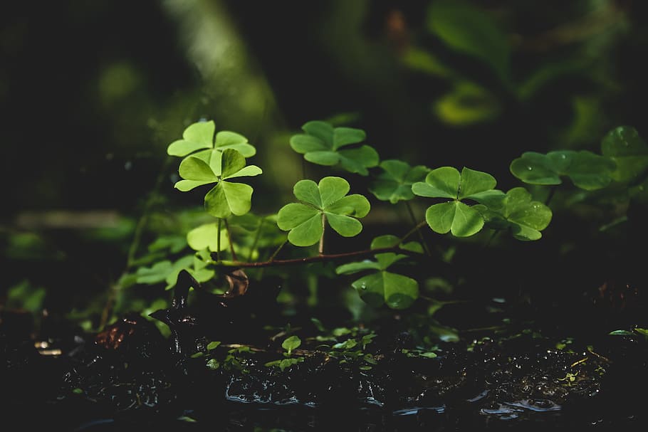 Green Plants on Black Soil, android wallpaper, close-up, clover, HD wallpaper