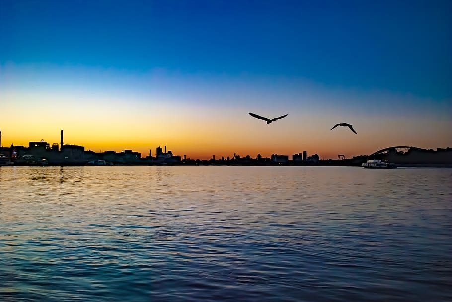 water, sunset, bird, seagull, sky, vertebrate, animal, animal themes HD wallpaper