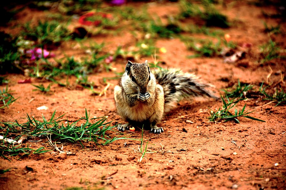 squirrel, cute, small, wildlife, animal, nature, furry, garden HD wallpaper