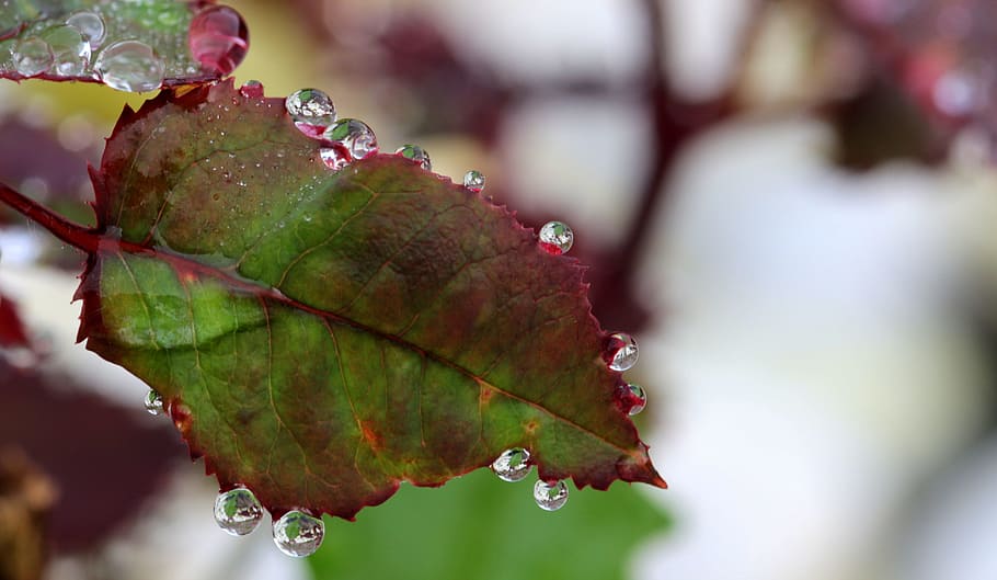 leave, leaf, dew, macro, drop, droplet, nature, plant, fresh HD wallpaper