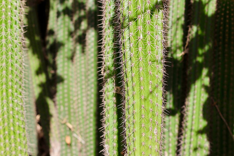 cactus, shadow, green, sharp, desert, plant, growth, succulent plant HD wallpaper