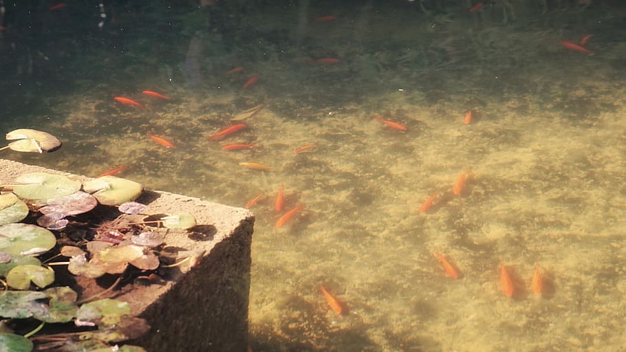 water, fish, vertebrate, group of animals, nature, large group of animals HD wallpaper