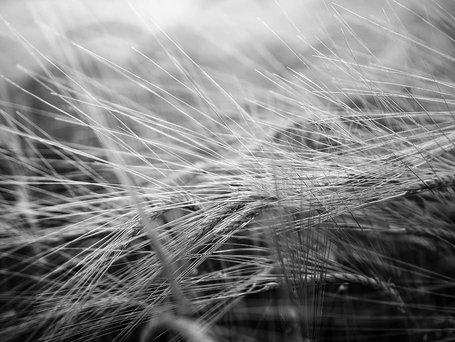 wheat, black white, wallpaper, plant, close-up, growth, nature HD wallpaper