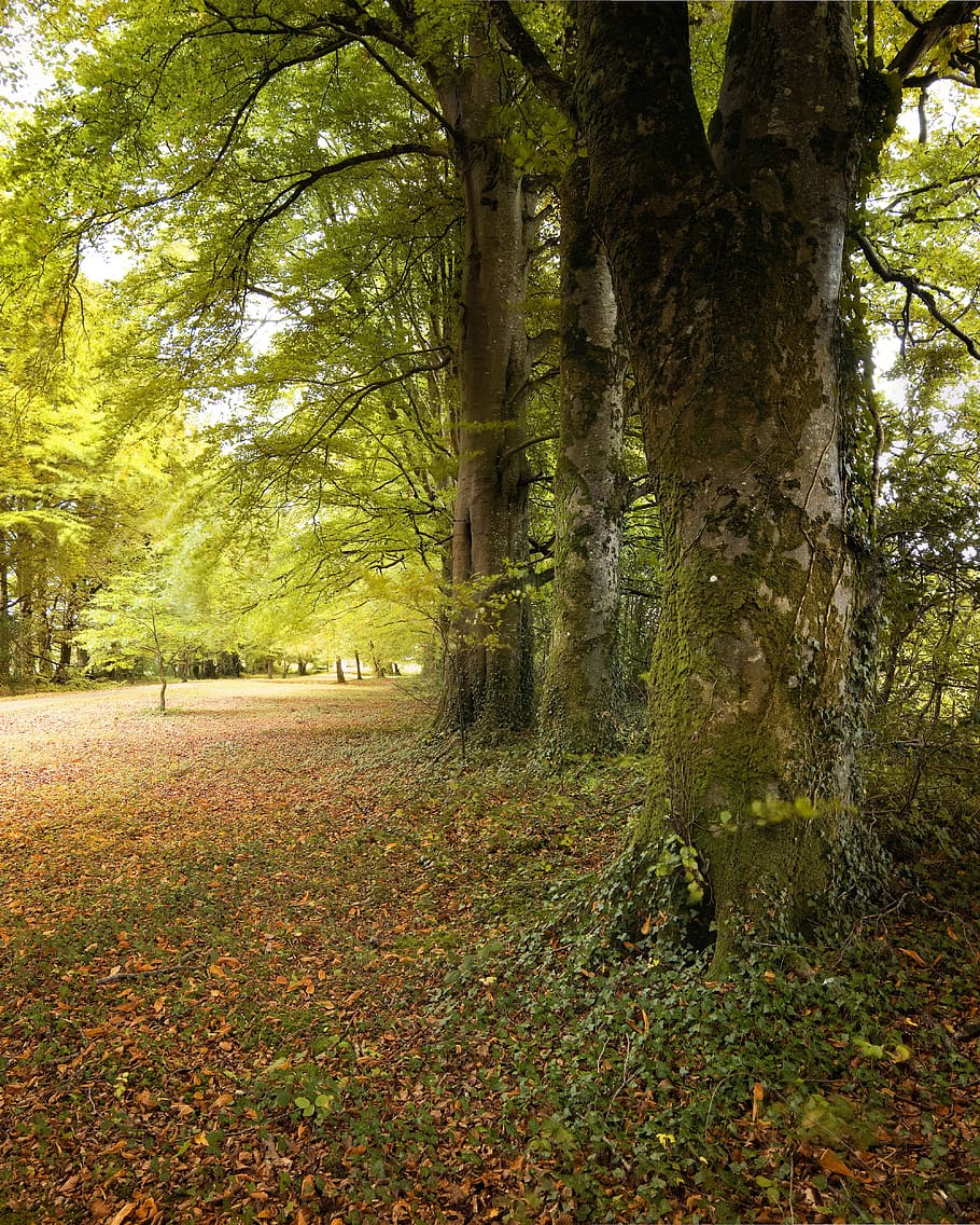 trees, forest, walk, tougher, tuam, galway, nature, landscape HD wallpaper