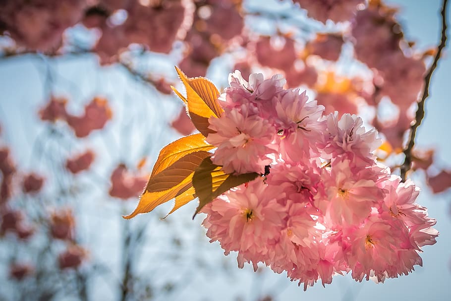 spring, flowers, pink, pollen, easter, botany, gardening, season HD wallpaper