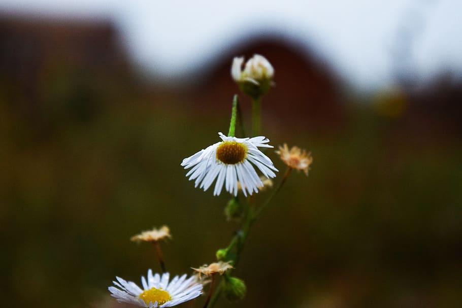 flower, field, fields, close-up, garden, flowering plant, fragility HD wallpaper