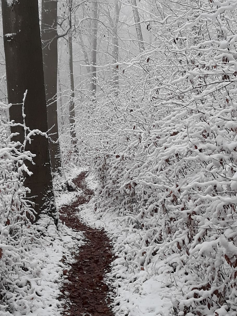winter, snow, forest, path, cold temperature, tree, plant, nature HD wallpaper