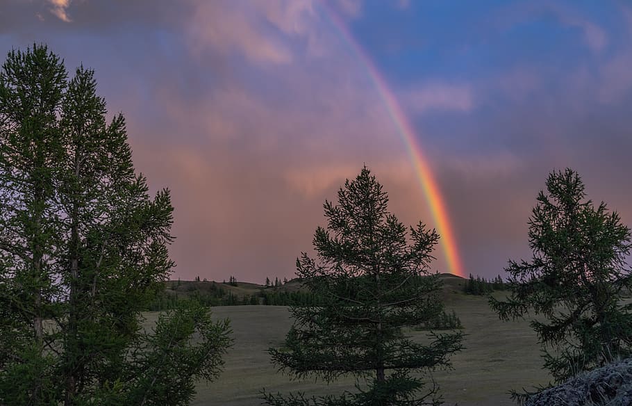 tree, rainbow, colorful, forest, advent, nature, holidays, sky HD wallpaper