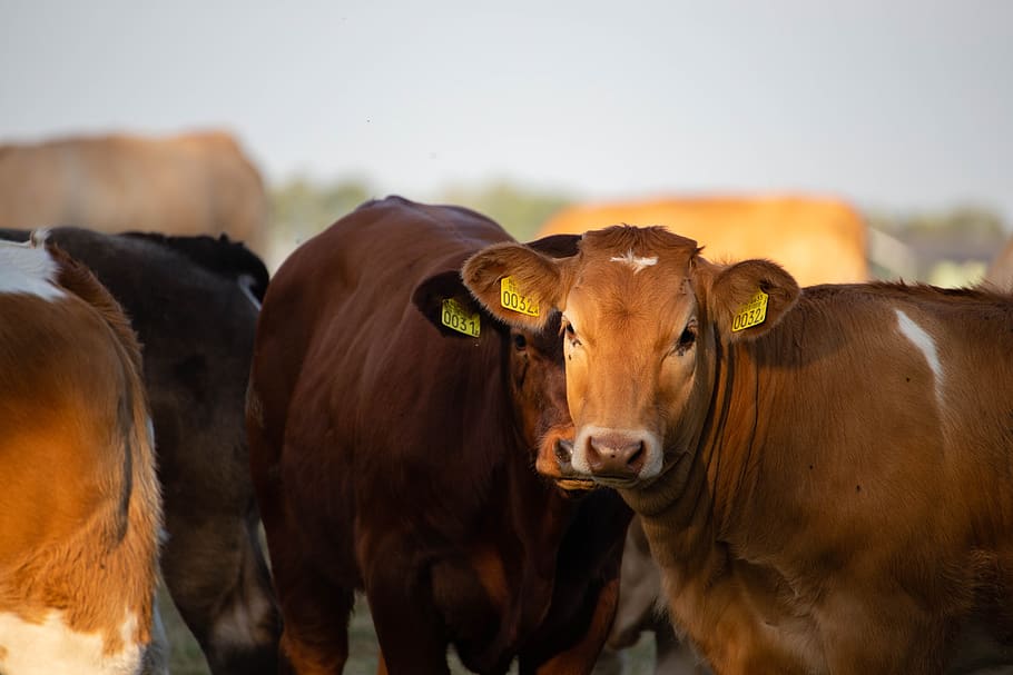 cows, cattle, meadow, animal, farm, oxen, herkauwer, mammal HD wallpaper