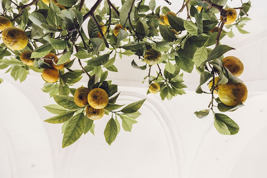 lemons, lemon tree, green, leaves, leaf, plant part, growth HD wallpaper