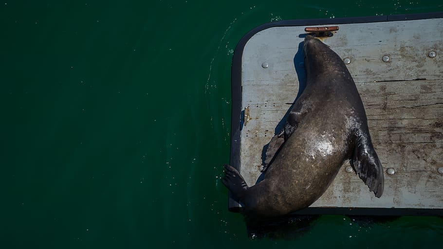 united states, santa cruz, pier, animal, green, sealion, ocean, HD wallpaper