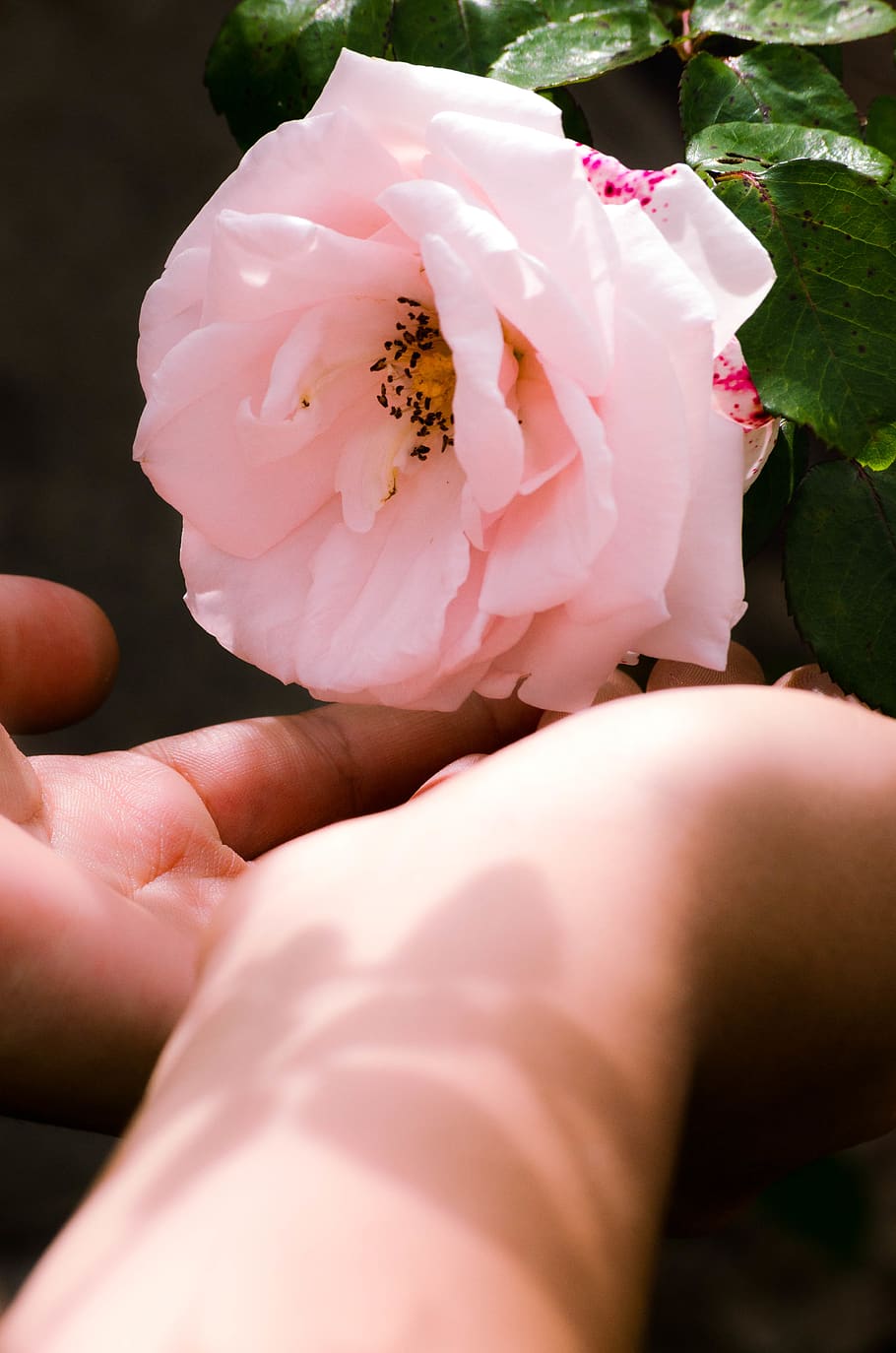 brazil, curitiba, flower, flowering plant, beauty in nature HD wallpaper