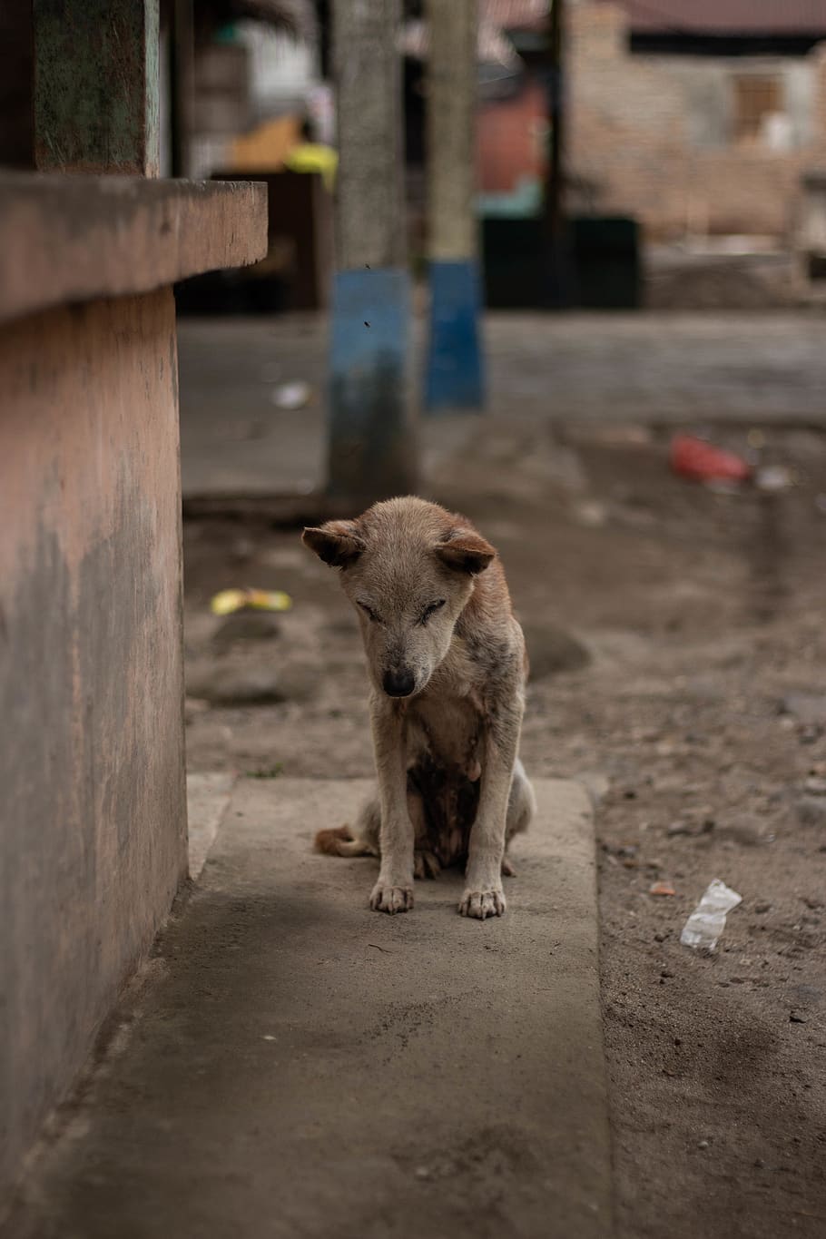 gray dog on sidewalk, indonesia, namu keeling, clothing, apparel HD wallpaper