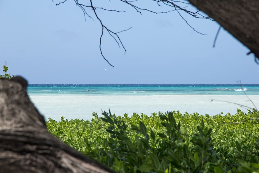 aruba, palm beach, trees, sea, nature, sky, water, plant, scenics - nature HD wallpaper