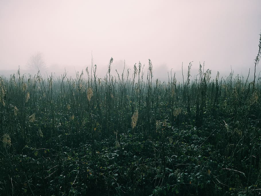 green grass field, weather, outdoors, mist, pnw, fog, foggy, wallpaper HD wallpaper