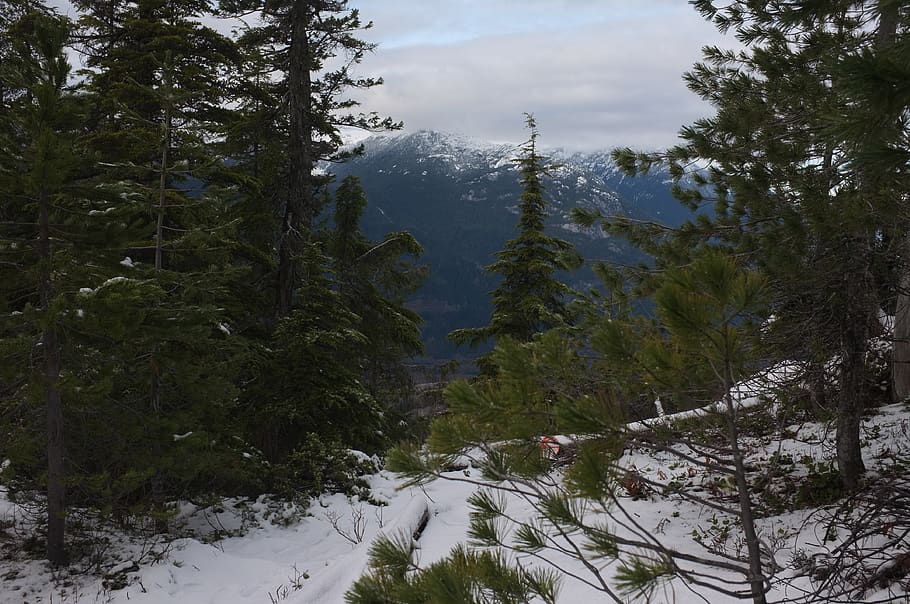 canada, squamish, trees, mountains, plant, beauty in nature HD wallpaper
