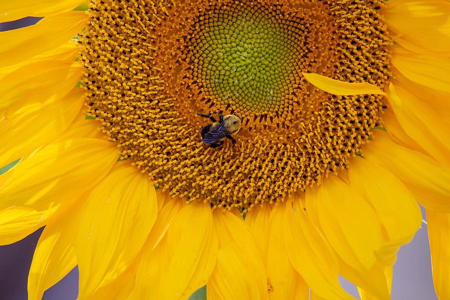 sunflower, plants, bees, trees, seed, summer, bloom, flowering plant HD wallpaper