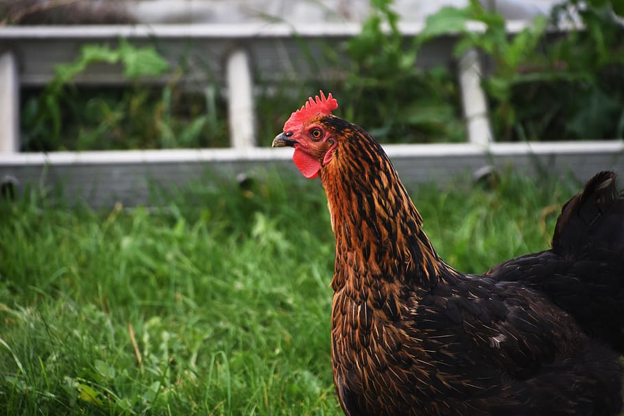 canada, kettleby, rooster, fall, farm, animal themes, bird HD wallpaper