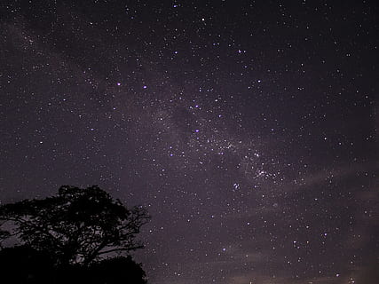 silhouette photo of tree, sky, star, astrophotography, galaxy HD wallpaper