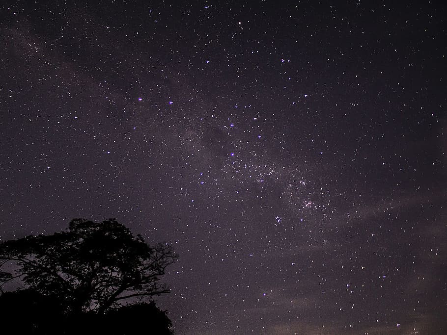 silhouette photo of tree, sky, star, astrophotography, galaxy HD wallpaper