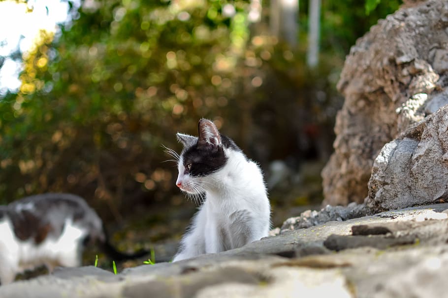 kitten, kitty, cat, croatia, black white, black and white, cute HD wallpaper