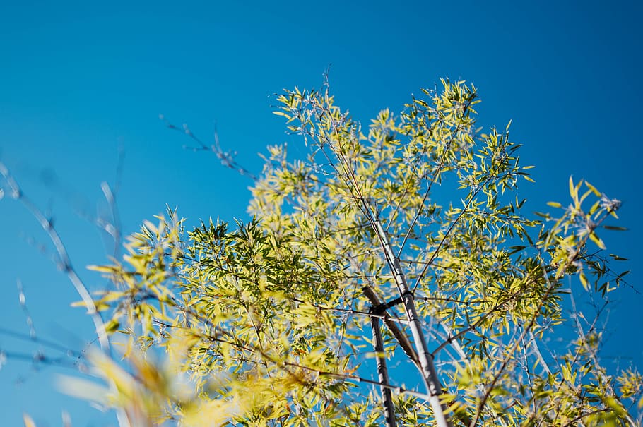 tree under blue sky, plant, flower, blossom, vegetation, animal HD wallpaper